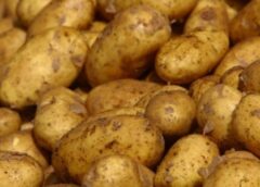 Οδηγίες προστασίας της πατάτας από τον περονόσπορο